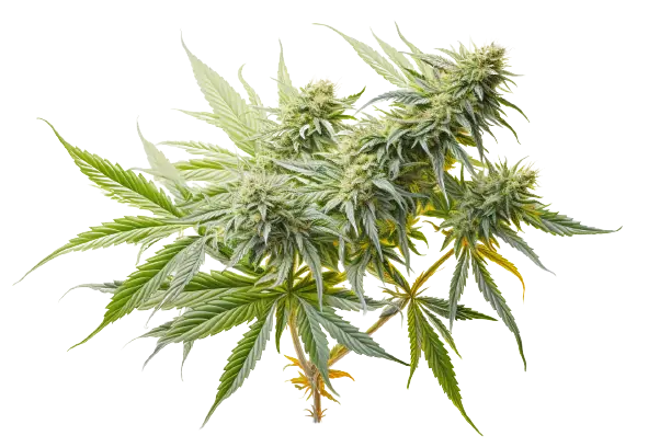 Eine Blüte und Blätter einer Pflanze, die Cannabis heißt, sind vorhanden. Eine bunte Cannabispflanze mit Blüten ist zu sehen.